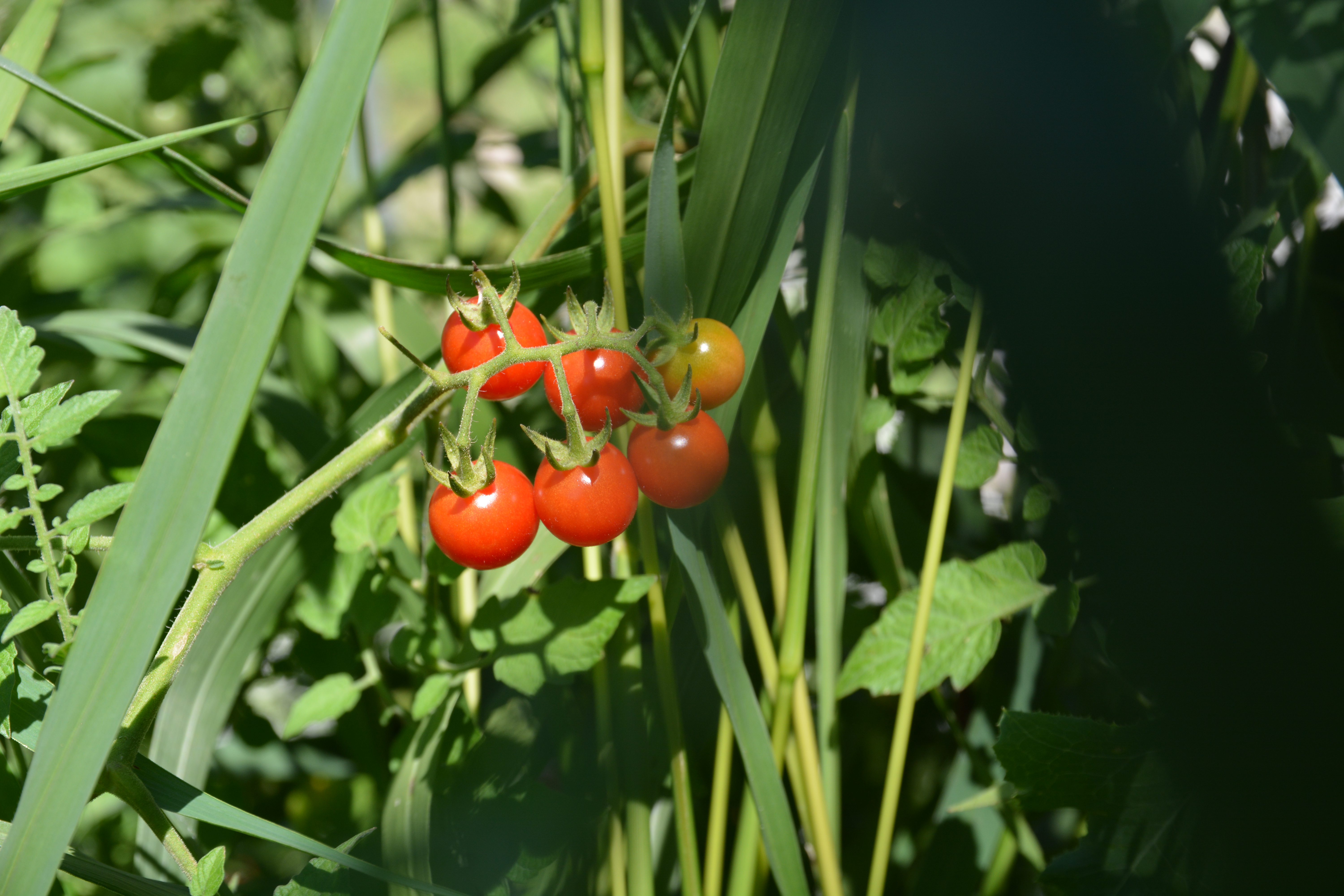 Farm8.jpg